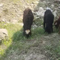 بره جنس
