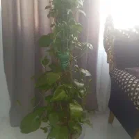 گل پتوس برگ پهن