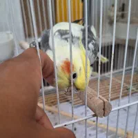 عروس هلندی سخنگو