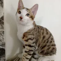 واگذاری بچه گربه آقا گردو