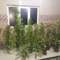 گل طبیعی و سرحال|گل و گیاه طبیعی|مینودشت, |دیوار