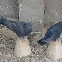 کبوتر دمگیر غلاق|پرنده|حبیب آباد, |دیوار