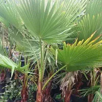 حراج پالم واشنگتن با ۳۰ درصد تخفیف|گل و گیاه طبیعی|اصفهان, اصفهانک|دیوار