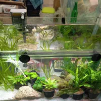 انواع ماهی و آکواریوم گیاه آپارتمانی وآبزی|ماهی|خواف, |دیوار