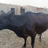 گاو شیری درجه یک شکم سوم زاییده بدون گوساله