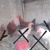 خروس|حیوانات مزرعه|اصفهان, شاهزاده ابراهیم|دیوار