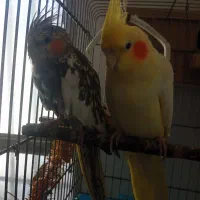 فروش دو عدد عروس هلندی نر و ماده|پرنده|ثلاث باباجانی, |دیوار