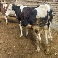 گوساله سمینتال