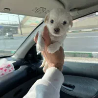 سگ خوشکل توله زیبا|سگ|شیراز, کوشک میدان|دیوار