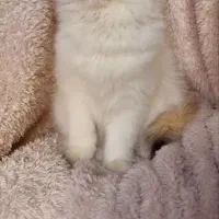 گربه بریتیش ns12فولدلانگ هیر|گربه|تهران, سعادتآباد|دیوار