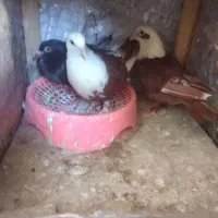 تعدادی کفترهمه یکجا