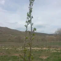 فروش باغ بر جاده میرزانق|فروش زمین و ملک کلنگی|عنبران, |دیوار