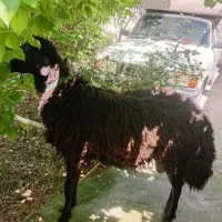 قوچ یکساله وزن بالا