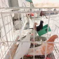 فروش کبوتر|پرنده|اهواز, شهرک رزمندگان|دیوار