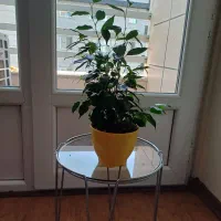 یک عدد بنجامین و یک عدد نهال زاموفیلیا