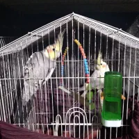 یک جفت عروس هلندی