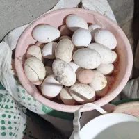 فروش تخم نطفه دار غاز و جوجه غاز و بوقلمون