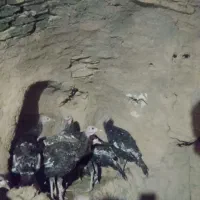 بوقلمون برنز