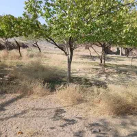 فروش زمین|فروش زمین و ملک کلنگی|راور, |دیوار
