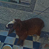 گوسفند خوش خوراک|حیوانات مزرعه|باوی, |دیوار