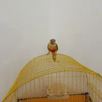 طوطی گرینچیک دستی سخنگو