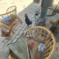 مرغ وخروس وبوقعلمون محلی|حیوانات مزرعه|کوهسار (البرز), |دیوار