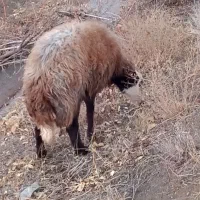 گوسفند|حیوانات مزرعه|بردسکن, |دیوار