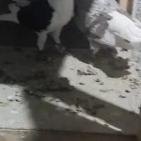 نروماده دوکت پلاکی