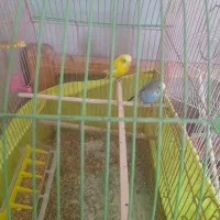 مرغعشق|پرنده|گلپایگان, |دیوار