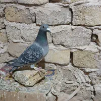 پلوکی ذات دار