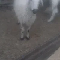 گوسفند ابست و بره|حیوانات مزرعه|زابل, |دیوار