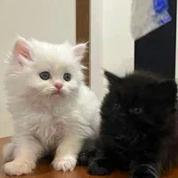 پرشین سفید ماده