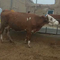 گاو سیمینتال شرابی اصیل