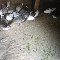 غاز|حیوانات مزرعه|شاهین دژ, |دیوار