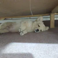 توله دوماه پامر روباهی