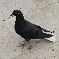 فرش کفتر