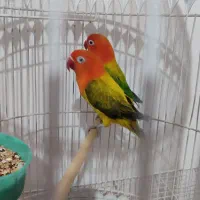 کوتوله وعروس هلندی|پرنده|مشهد, ایثار|دیوار