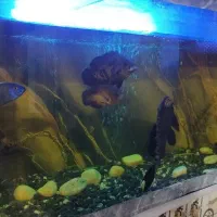 دوعدد آکواریوم معاوضه با طوطی ملنگو|ماهی|کرمان, |دیوار