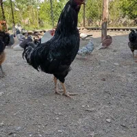 خروس ۴۰ تاج گلین سرحال