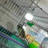 قناری رسمی|پرنده|سیرجان, |دیوار