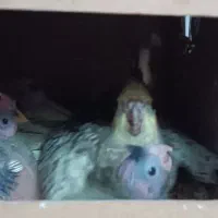 عروس هلندی جفت به همراه ۳تا بچه