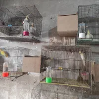 عروس هلندی|پرنده|ارومیه, |دیوار