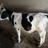 گوساله نر جنس عالی|حیوانات مزرعه|گلپایگان, |دیوار