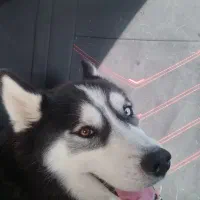 سگ هاسکی بسیار زیبا|سگ|دشتابی, |دیوار