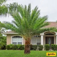 4300مترزمین و120عدرخت خرما