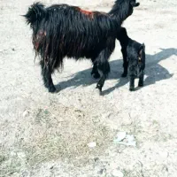 بز و بزغاله.گله گرد