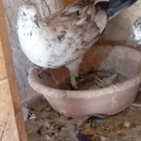نر سوسکی گرفته