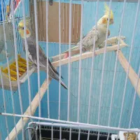 یک جفت عروس هلندی