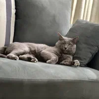 گربه نر نژاد دار راشن بلو جفت گیری