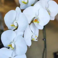 انواع واریته ارکیده فلانوپسس grade A